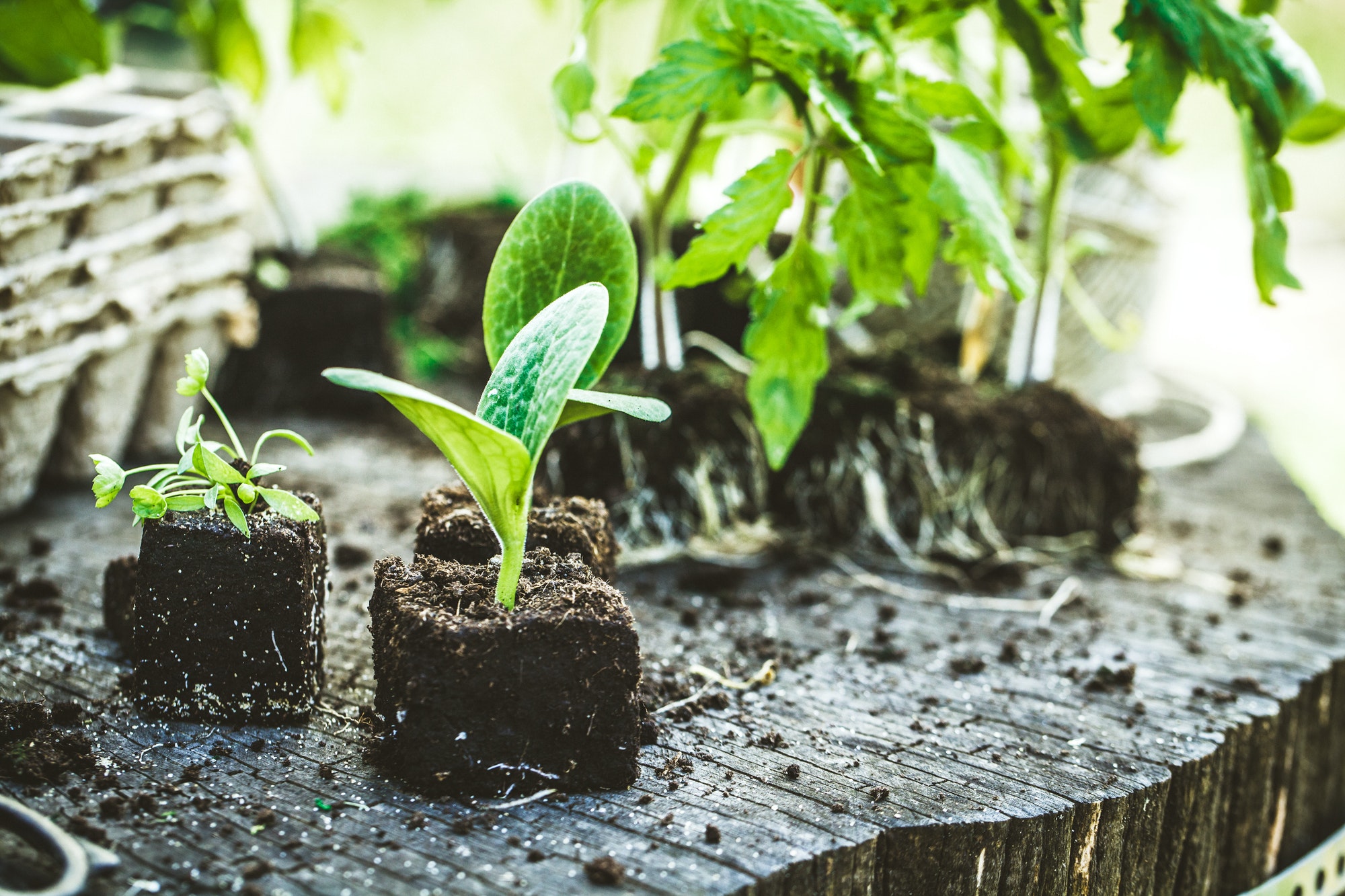 Tips voor het kopen en onderhouden van tuinmeubelen