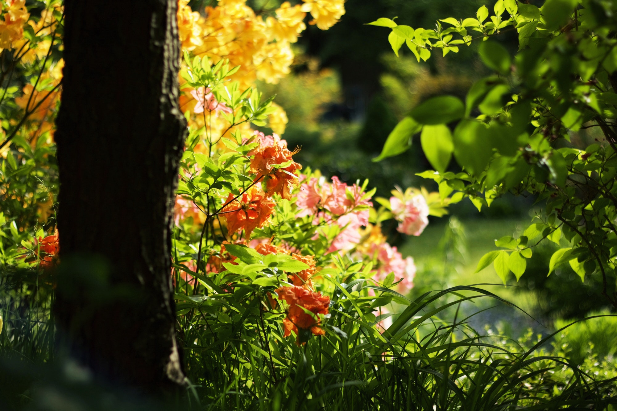 Aveve: Meer dan een Tuincentrum