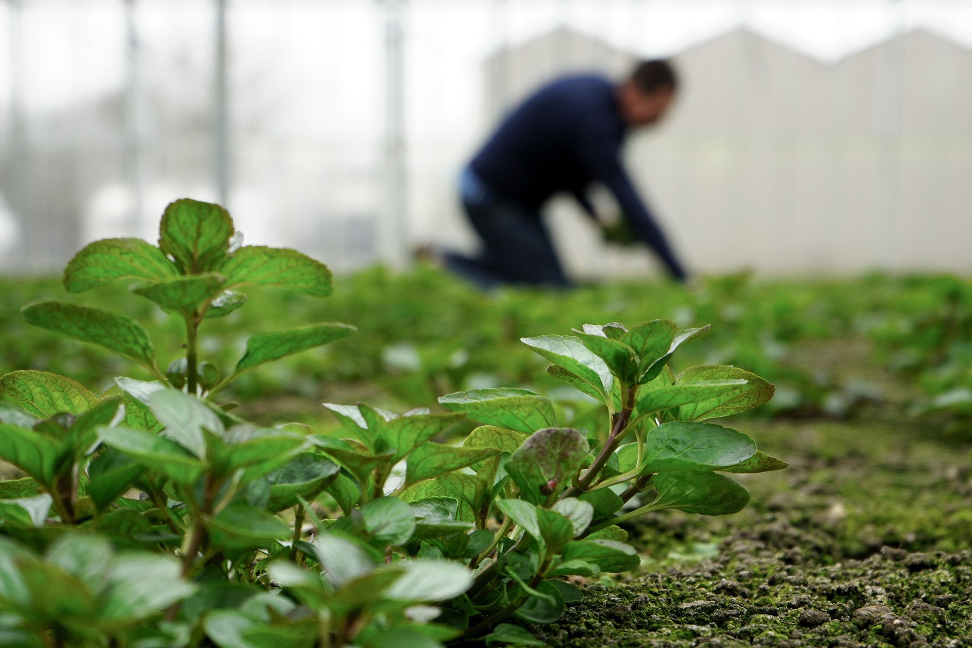 Tips voor het creëren van een prachtige tuin