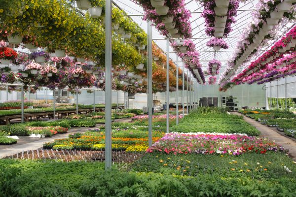 Het Groene Paradijs: Een Bezoek aan het Garden Centre in Ballymena