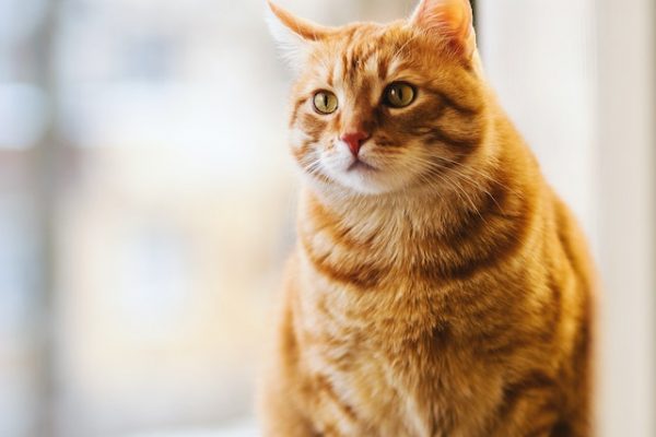 Bespaar op huisdierbenodigdheden met voordelige kattenvoeding koopjes