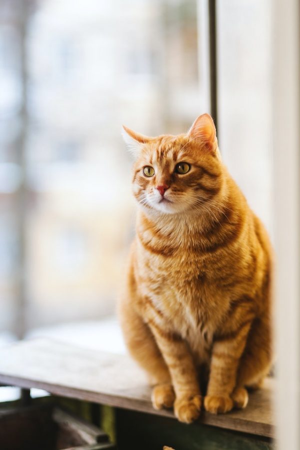 Bespaar op huisdierbenodigdheden met voordelige kattenvoeding koopjes