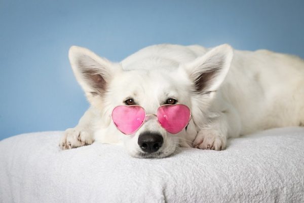 HappyOne Hondenvoer: Voeding voor een Gelukkige Hond en Effectieve Vlooienbestrijding