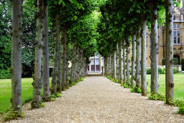 Groenrijk Tuincentrum: Een Oase van Groen en Inspiratie