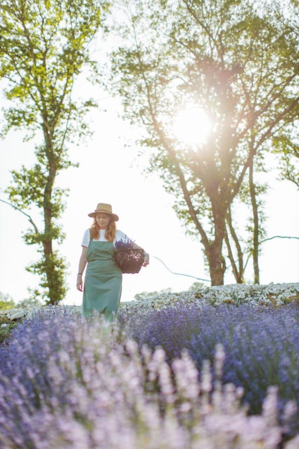 Tuincentrum en Lavendel Snoeien: Tips voor een Gezonde en Bloeiende Plant