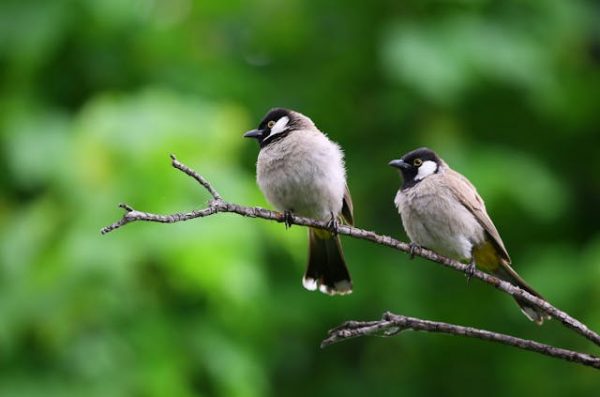 Tuinklompen en Zwitscherbox met Vogelgeluiden: De Perfecte Tuinaccessoires voor Comfort en Sfeer