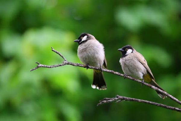 Tuinklompen en Zwitscherbox met Vogelgeluiden: De Perfecte Tuinaccessoires voor Comfort en Sfeer