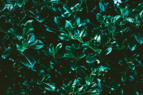 Laurierhaag en Moestuinbak: Twee Essentiële Tuinelementen voor een Groene Tuin