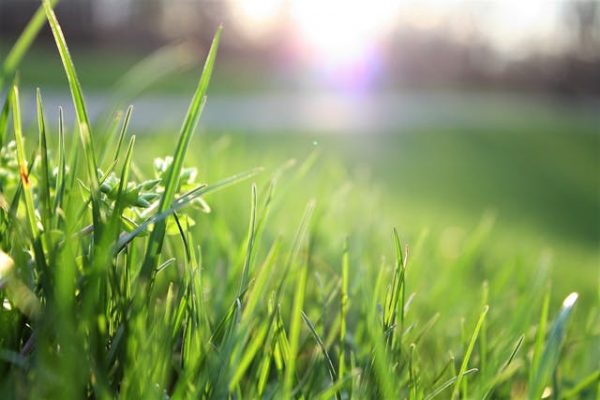 Tuincentra en Tuinplanten: De Juiste Keuzes voor een Groene Oase