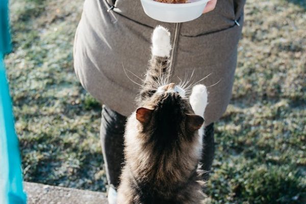 Hondenvoer en Huisdierenvoeding: De Beste Keuze voor Jouw Huisdier