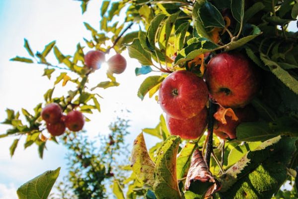 Beleef de Lente: Het Snoeien van een Appelboom