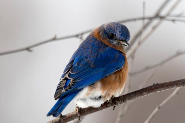 Vogelgeluiden Huisje en Mica Decorations: Sfeer en Stijl voor in en om het Huis