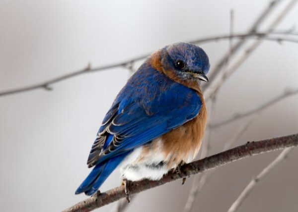 Vogelgeluiden Huisje en Mica Decorations: Sfeer en Stijl voor in en om het Huis