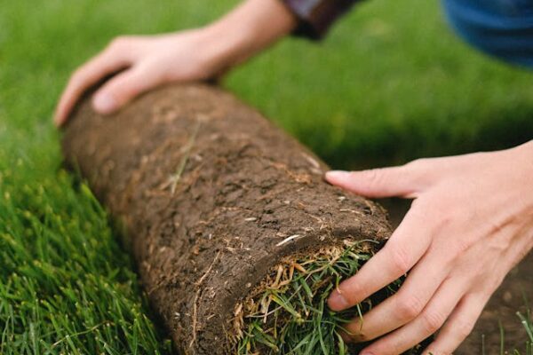 Tuincentrum en Worteldoek: Onmisbare Partners voor een Gezonde Tuin