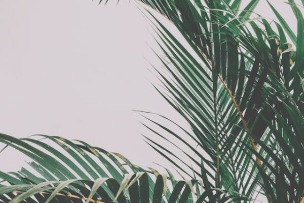 Sensor Buitenlamp en Grote Kamerplant: Praktisch Gemak en Sfeervolle Natuurlijke Decoratie